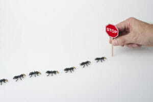 Ameisen bekämpfen Hausmittel