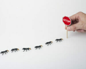 Ameisen bekämpfen Hausmittel