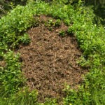 Waldameise - Ameisenhaufen